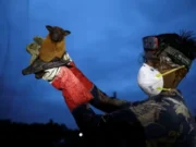 Ryzyko Nipah spadło po przypadkach w Indiach i Bangladeszu: WHO