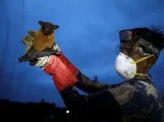 Ryzyko Nipah spadło po przypadkach w Indiach i Bangladeszu: WHO