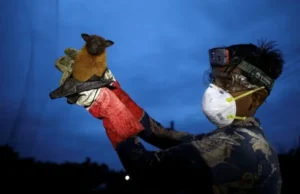 Ryzyko Nipah spadło po przypadkach w Indiach i Bangladeszu: WHO