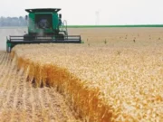 Kredyty dla gospodarstw rolnych wzrosły do 1,41 biliona rupii w ciągu sześciu miesięcy