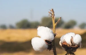 Wyzwania administracyjne zwiększają ryzyko klimatyczne dla bawełny