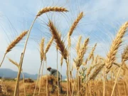 Cena skupu pszenicy ustalona na 3500 Rs