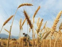 Cena skupu pszenicy ustalona na 3500 Rs