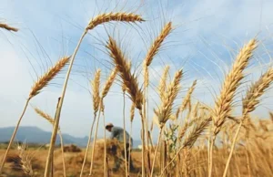 Cena skupu pszenicy ustalona na 3500 Rs