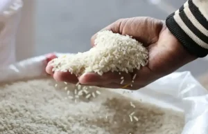 Katar importuje pakistański ryż – Biznes