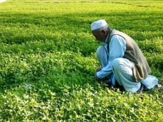 Sektor nawozów na krawędzi kryzysu w Zatoce Perskiej