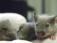 Badania na myszach wykazały, że ssaków nie można klonować w nieskończoność