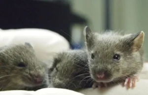 Badania na myszach wykazały, że ssaków nie można klonować w nieskończoność