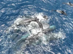 Whale sfilmowała poród z niewielką pomocą przyjaciół