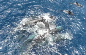 Whale sfilmowała poród z niewielką pomocą przyjaciół