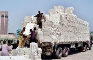 Wyprodukowano 5,6 mln bel bawełny – Gazeta